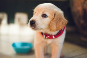 Struggling with Your Dog’s Behaviour? Benefits of Turning to a Professional Trainer
